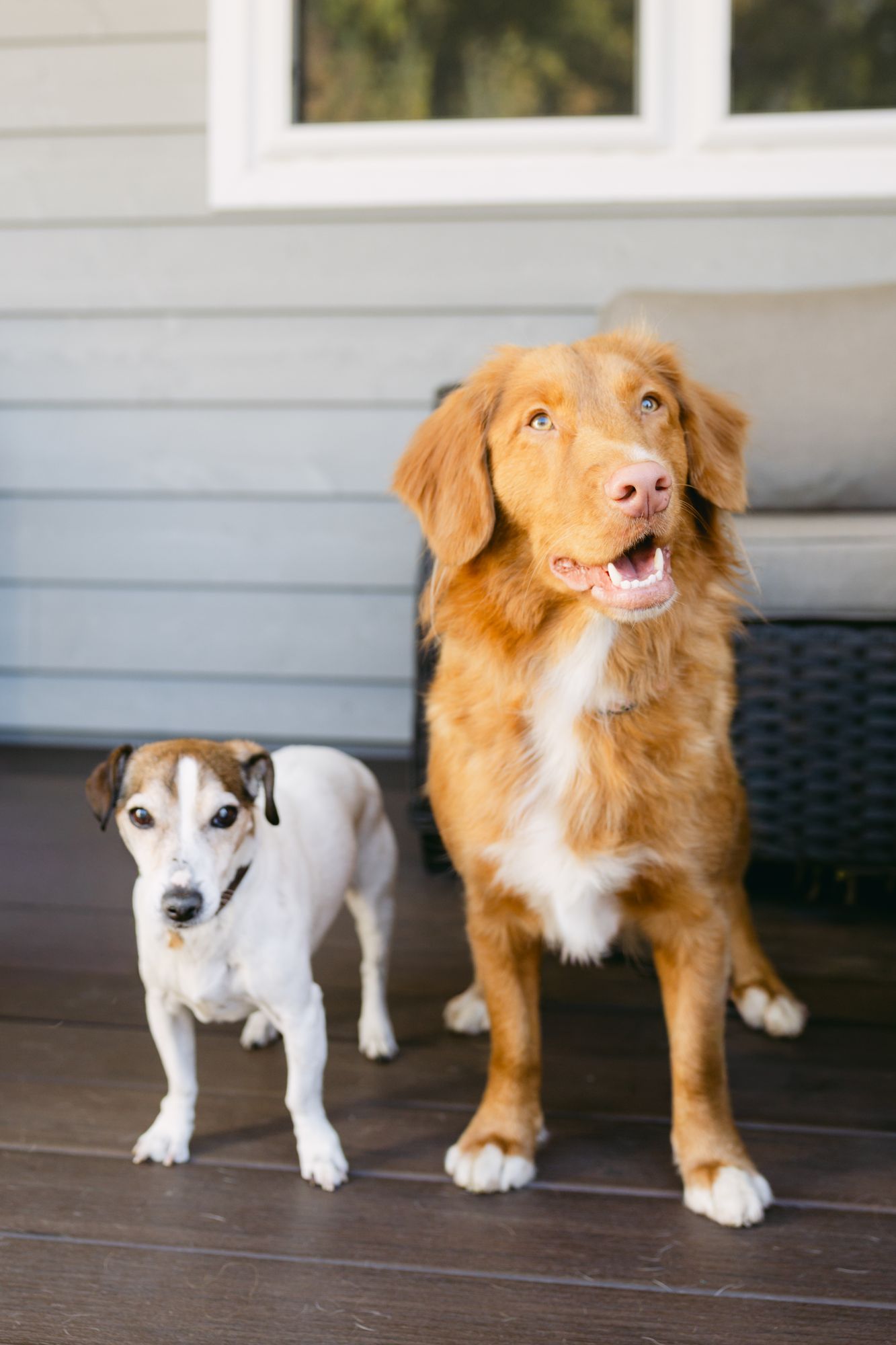 A Jack Russell terrier and a Nova Scotia duck tolling retriever standing on a porch