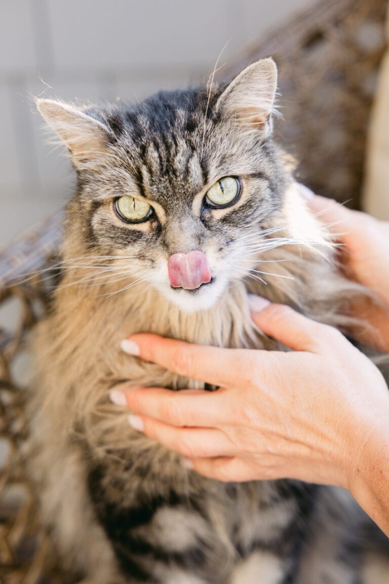 Hungry cat liks lips